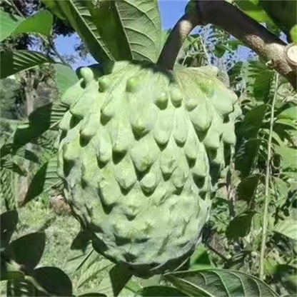 Custard Apple Baum – Exotische Frucht wie Eiscreme