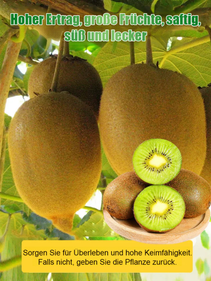 Neuseeländische Bio-Kiwi-Setzlinge – Winterhart & Ergiebig