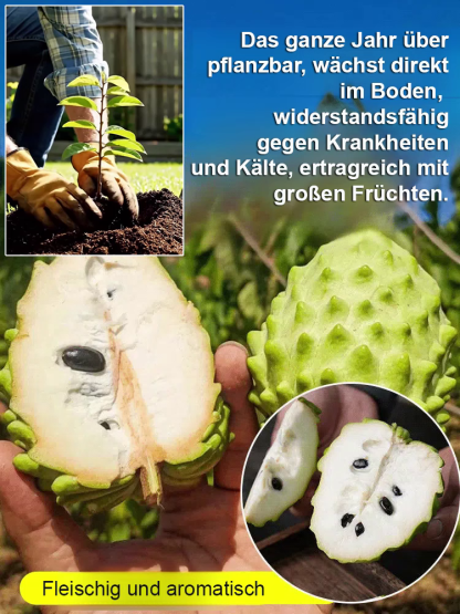 Custard Apple Baum – Exotische Frucht wie Eiscreme