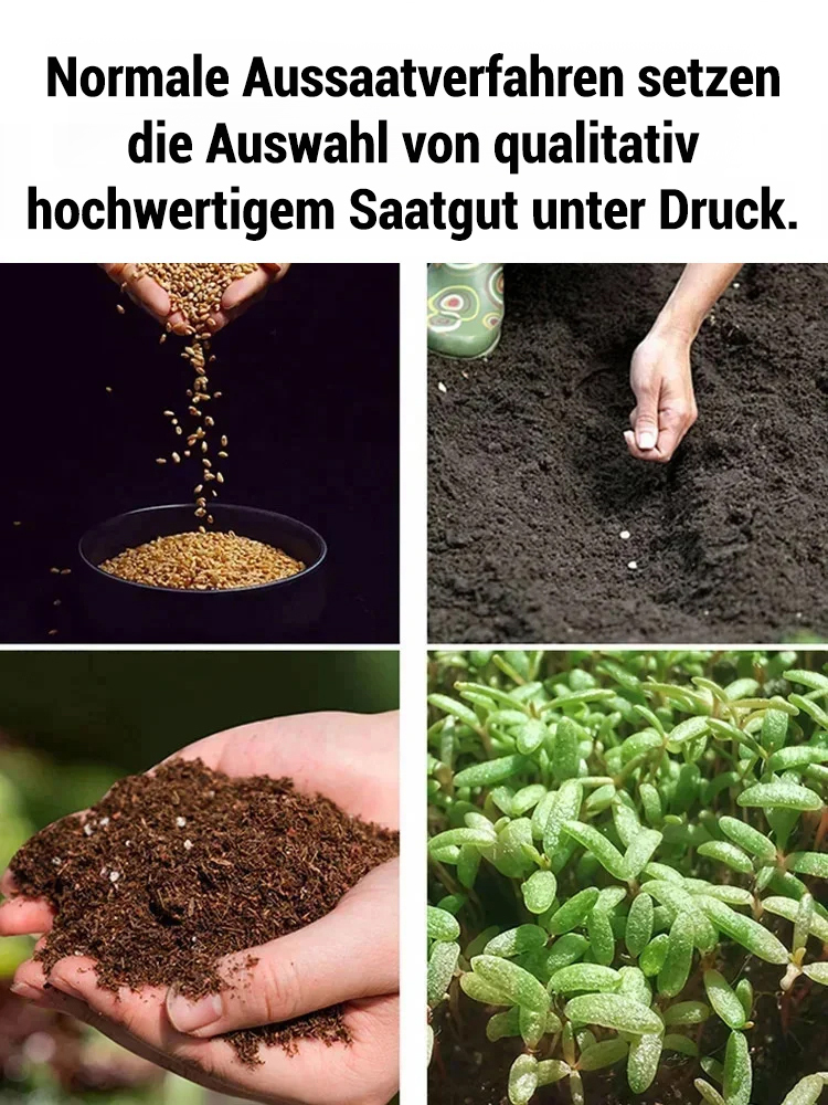 Jährlich blühende Kletterrosensamen