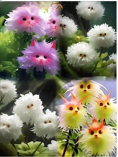 Katzenauge-Orchideen Samen 🌸✨