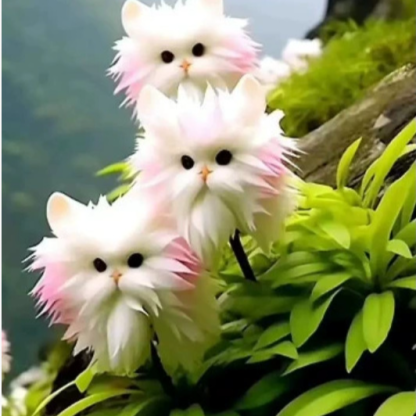Katzenauge-Orchideen Samen 🌸✨