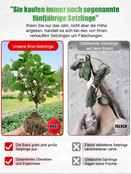 Neuseeländische Bio-Kiwi-Setzlinge – Winterhart & Ergiebig