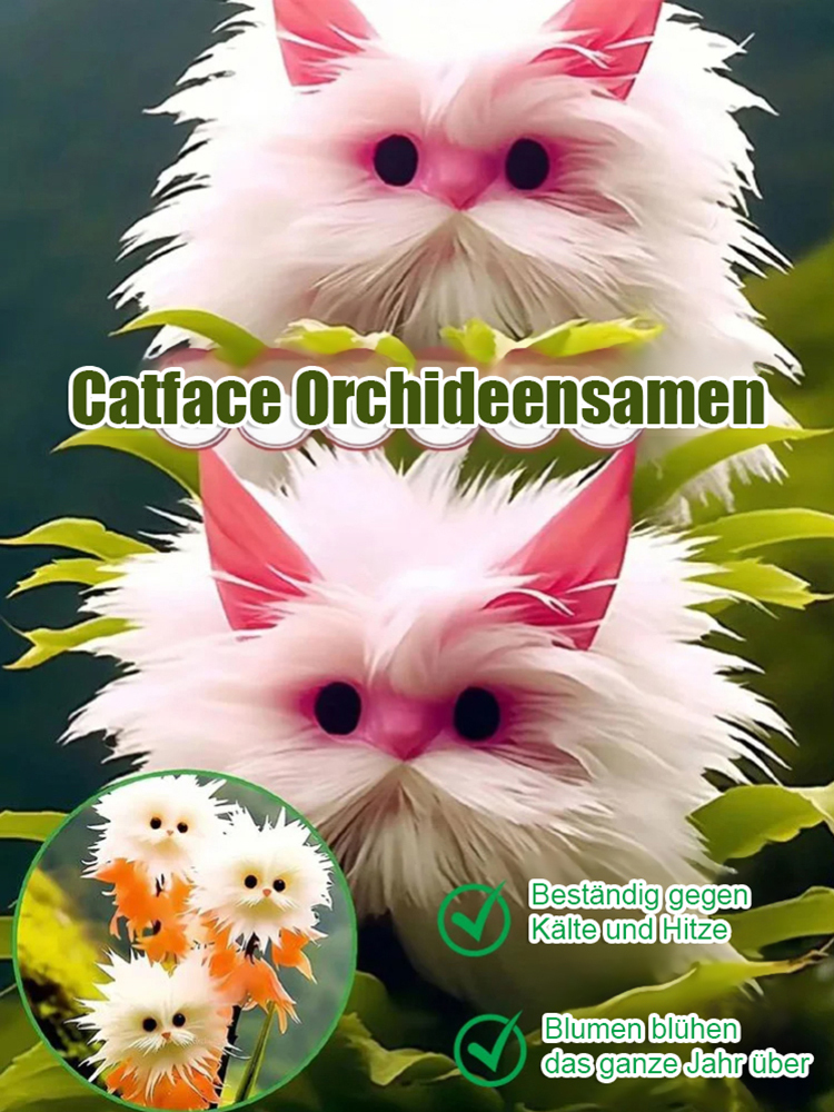 Katzenauge-Orchideen Samen 🌸✨