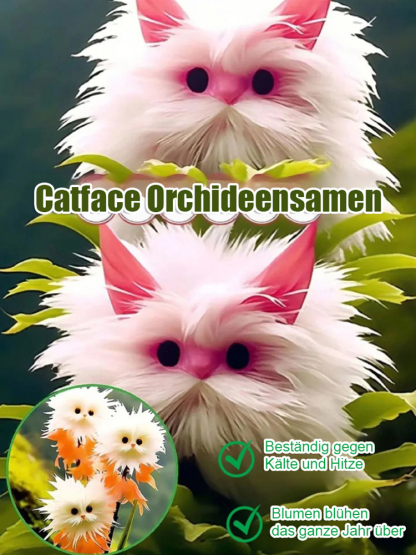 Katzenauge-Orchideen Samen 🌸✨