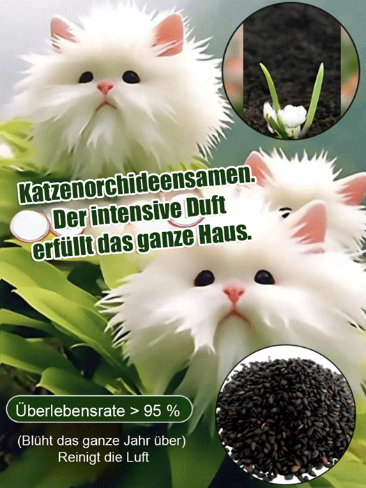 Katzenauge-Orchideen Samen 🌸✨