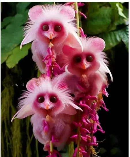 Katzenauge-Orchideen Samen 🌸✨