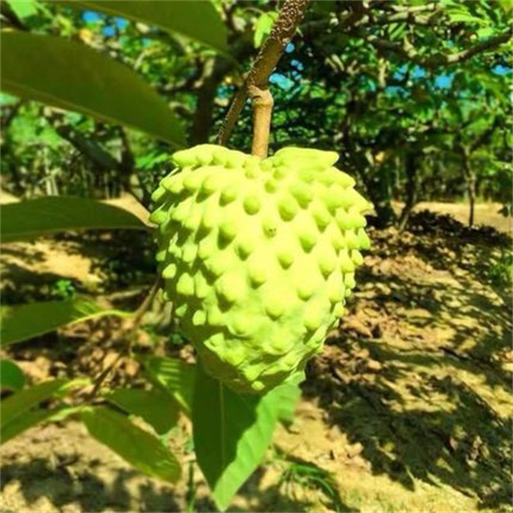 Custard Apple Baum – Exotische Frucht wie Eiscreme