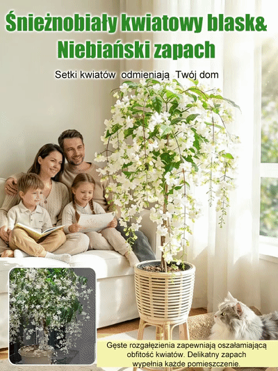 🌸 100% gwarancji przeżycia, rozkwitnięcie w ciągu 7 dni 🌸