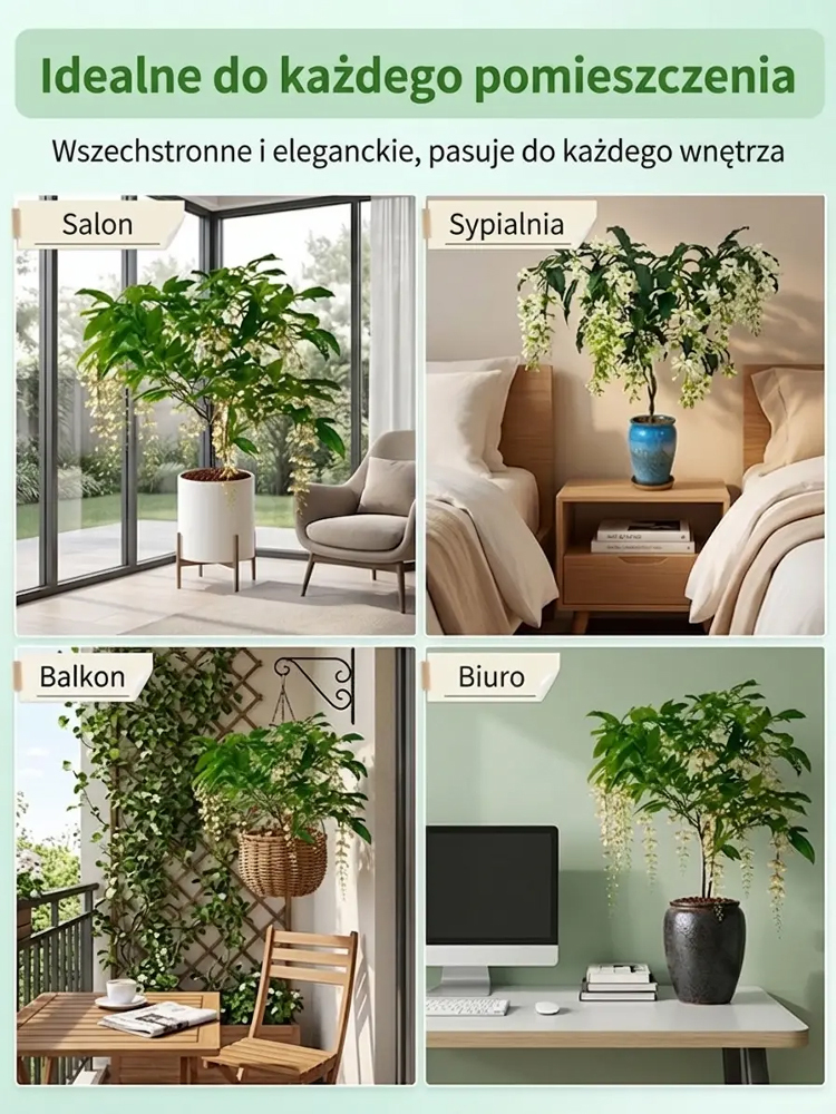 🌸 100% gwarancji przeżycia, rozkwitnięcie w ciągu 7 dni 🌸