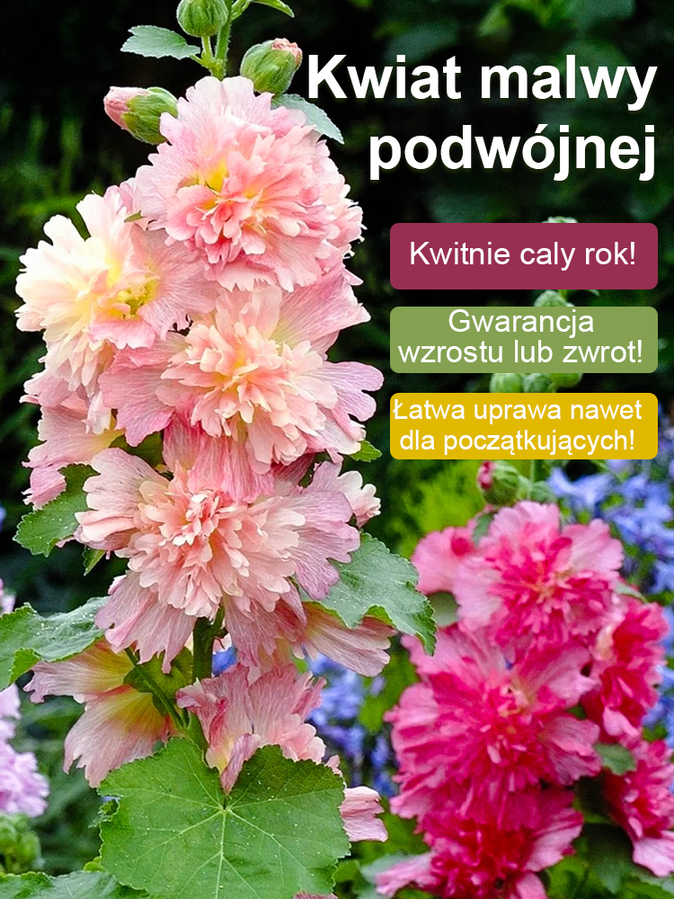 🌺Czy wyobrażałeś sobie kiedyś posadzenie w swoim ogrodzie morza kwiatów, które „sięgają chmur”?