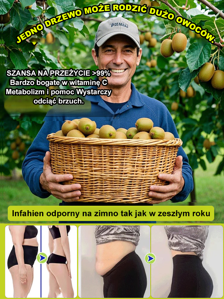 🔥 Jedna roślina = Niezliczone kiwi! 🔥 💥 Nowa odmiana odporna na zimno z Nowej Zelandii! 