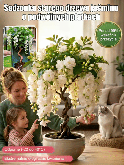 🌸 100% gwarancji przeżycia, rozkwitnięcie w ciągu 7 dni 🌸