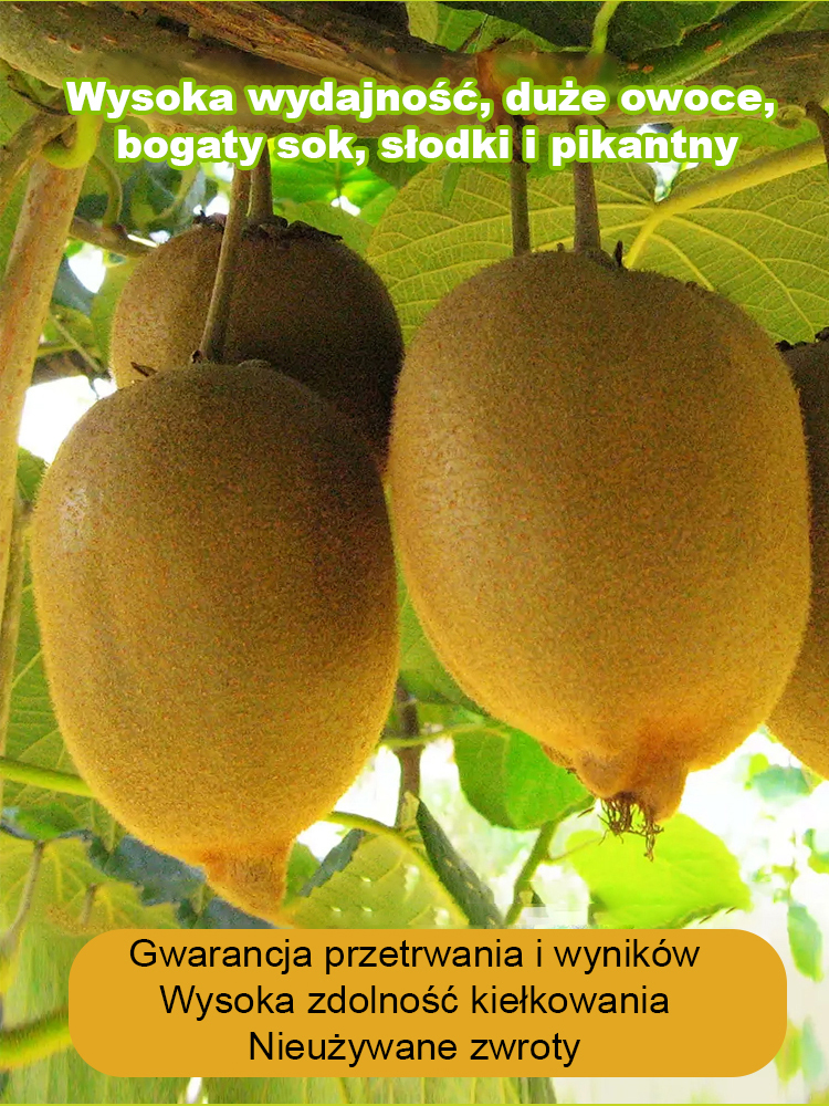 🔥 Jedna roślina = Niezliczone kiwi! 🔥 💥 Nowa odmiana odporna na zimno z Nowej Zelandii! 
