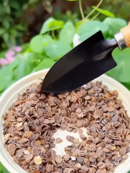 🌺Czy wyobrażałeś sobie kiedyś posadzenie w swoim ogrodzie morza kwiatów, które „sięgają chmur”?