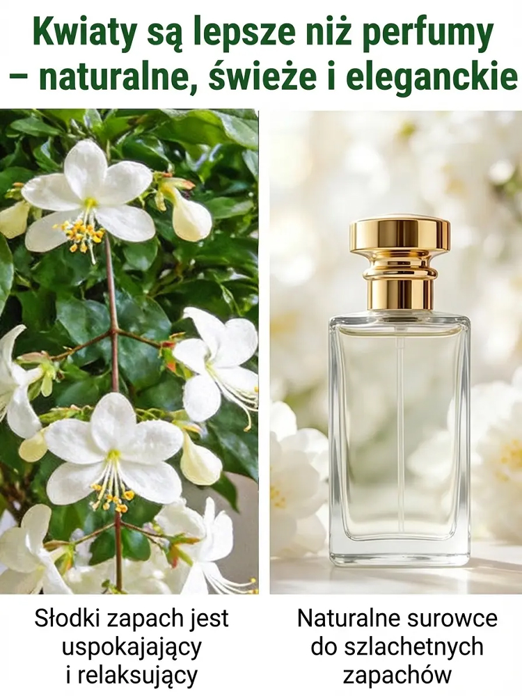 🌸 100% gwarancji przeżycia, rozkwitnięcie w ciągu 7 dni 🌸