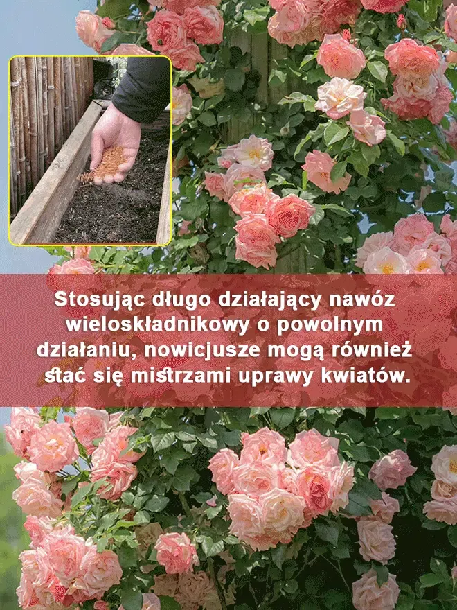 🌹Zrób romantyczną niespodziankę! Ręcznie wyhodowana ściana róż to najpiękniejsza ozdoba domu.