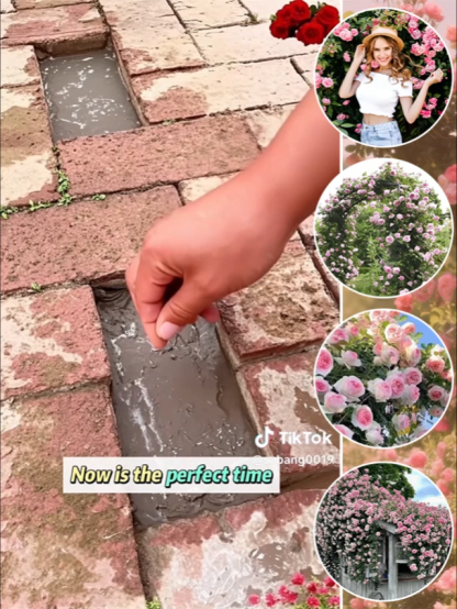 🌹Zrób romantyczną niespodziankę! Ręcznie wyhodowana ściana róż to najpiękniejsza ozdoba domu.