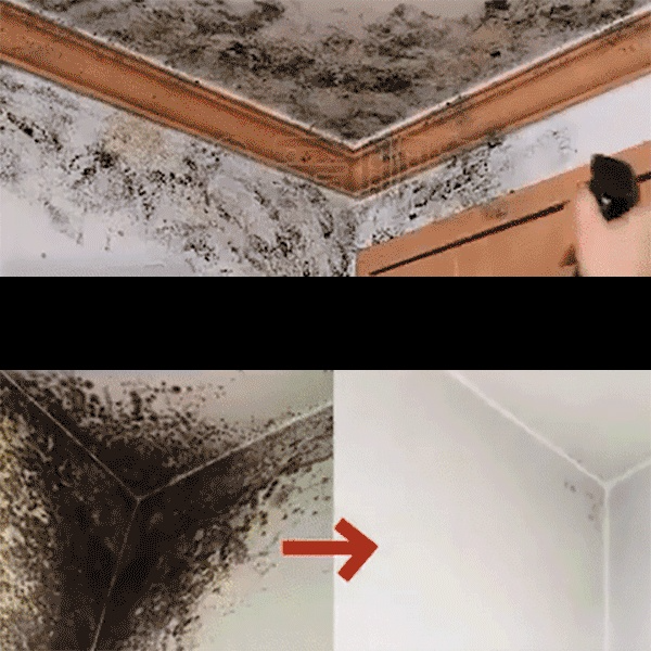 If your walls are damp, turning black, and developing mold spots, you must try this powerful anti-mold disinfectant spray! 