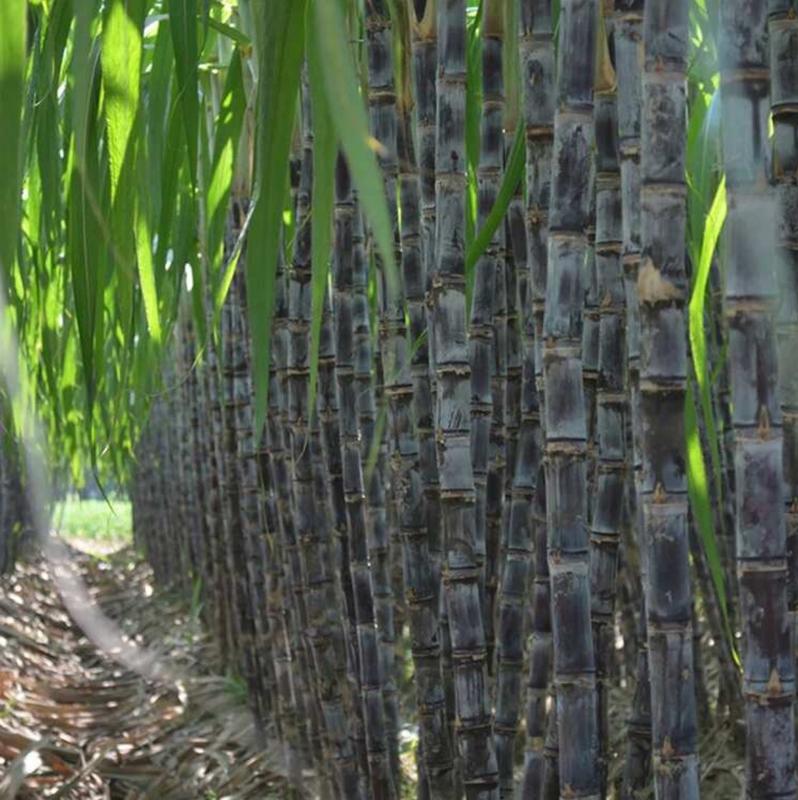 Sweet Harvest Starter Kit 🍃 Sugarcane Seeds