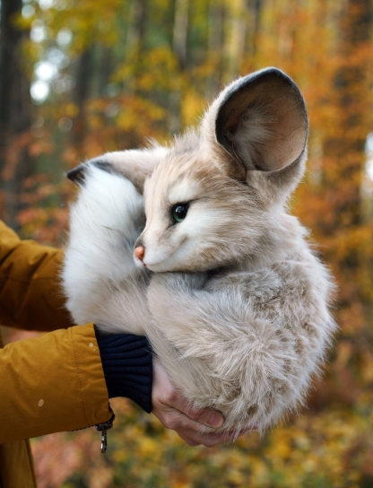 Mist Thicket Fox