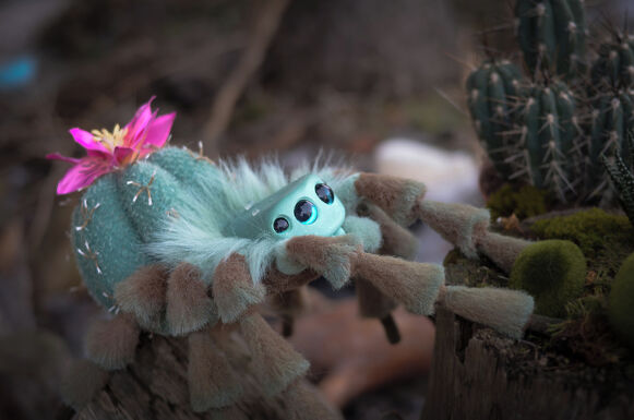 Cactus Spider