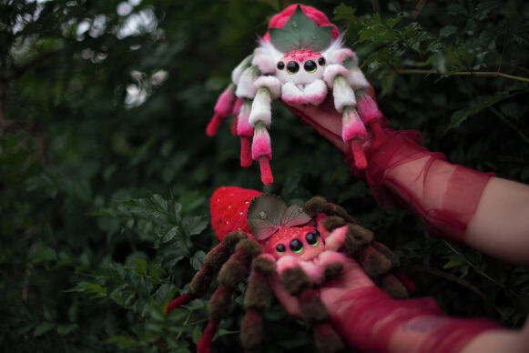 Raspberry Spider