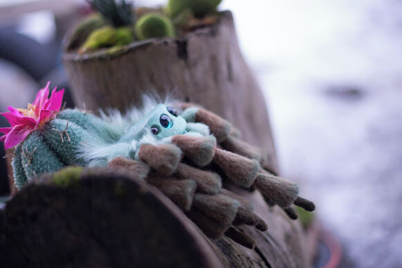 Cactus Spider