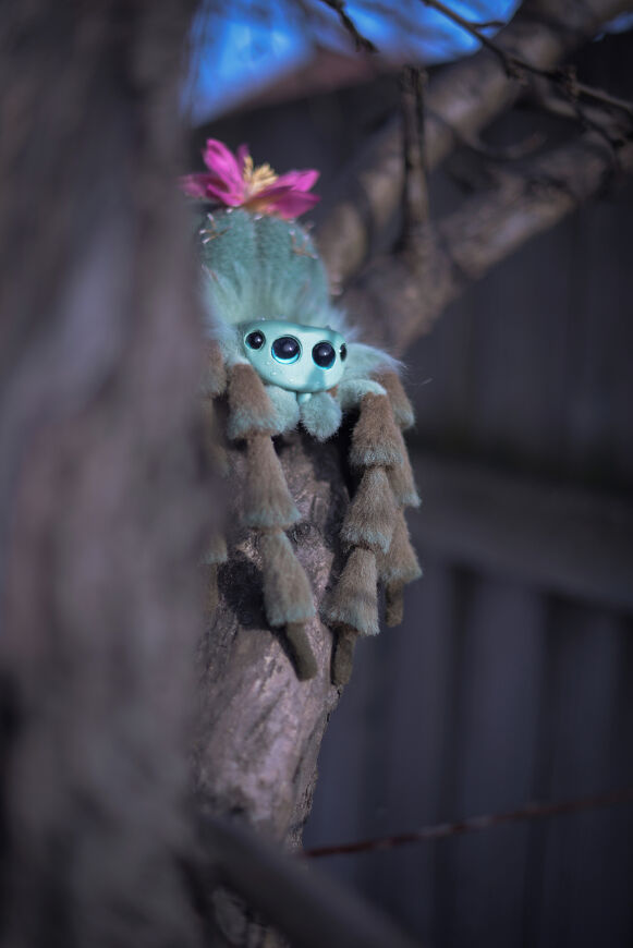 Cactus Spider