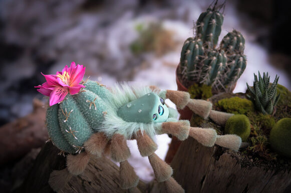 Cactus Spider