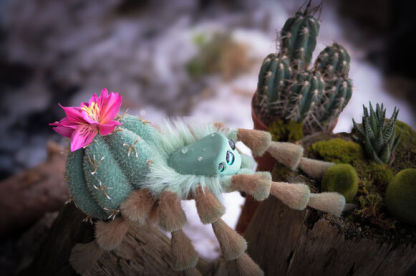 Cactus Spider
