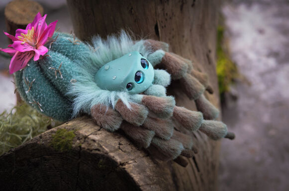 Cactus Spider