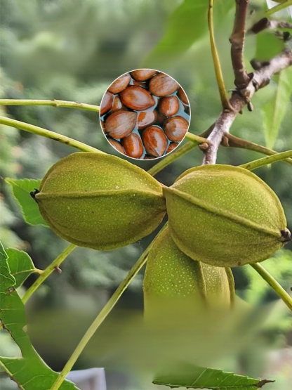 Imported pecan seeds