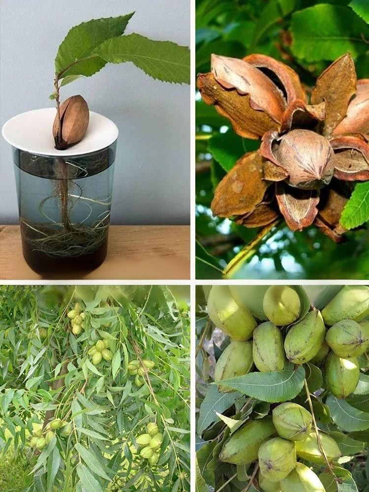 Imported pecan seeds