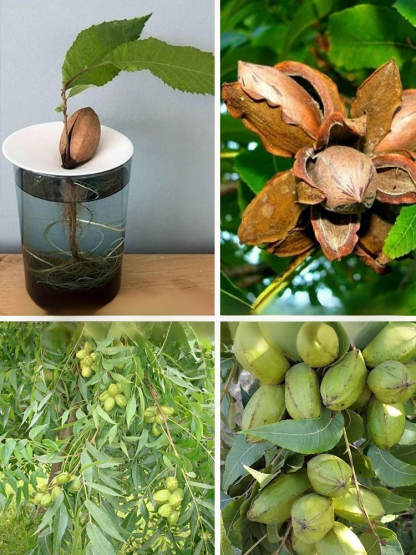 Imported pecan seeds