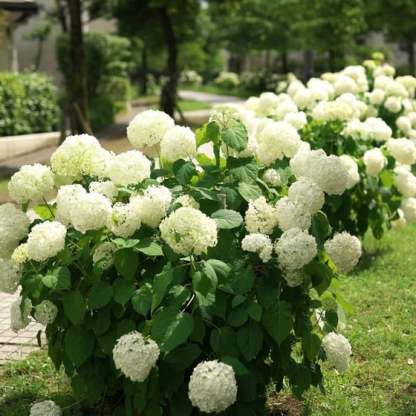 💥Last Day 70% OFF💐Artificial Outdoor Hydrangea Flowers - UV resistant, Waterproof, Windproof