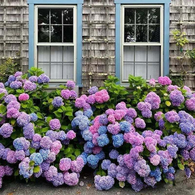 💥Last Day 70% OFF💐Artificial Outdoor Hydrangea Flowers - UV resistant, Waterproof, Windproof