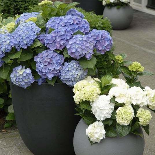 💥Last Day 70% OFF💐Artificial Outdoor Hydrangea Flowers - UV resistant, Waterproof, Windproof