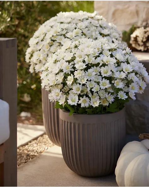 Outdoor Sunset Mums Foliage