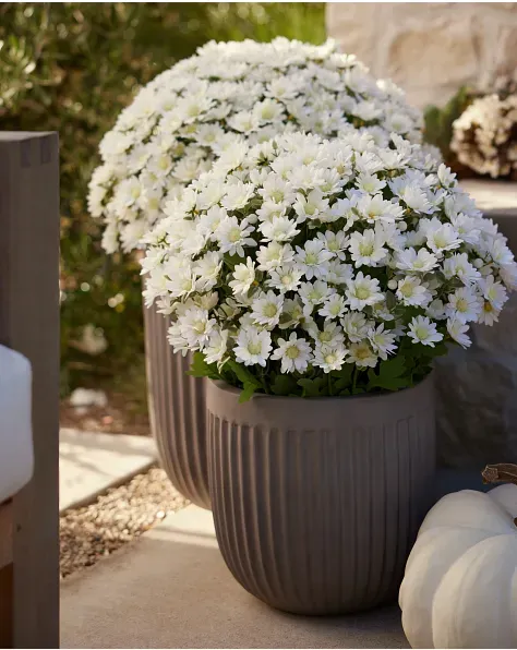 Outdoor Sunset Mums Foliage