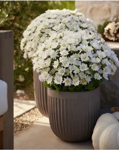 Outdoor Sunset Mums Foliage