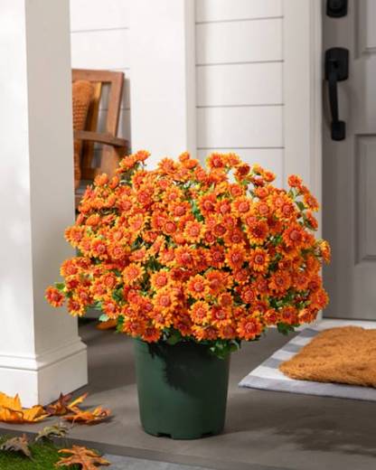Outdoor Sunset Mums Foliage