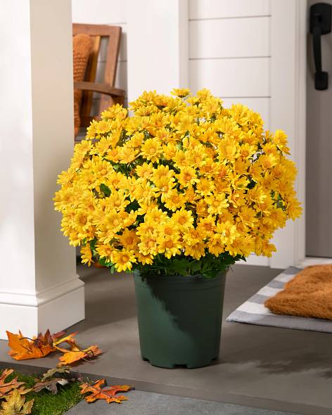 Outdoor Sunset Mums Foliage