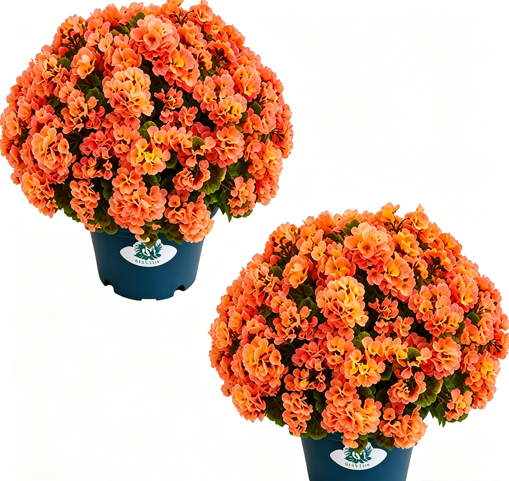 🔥Last Day 70% OFF🌼UV Resistant Artificial Geranium Flowers- UV resistant, Waterproof, Windproof 