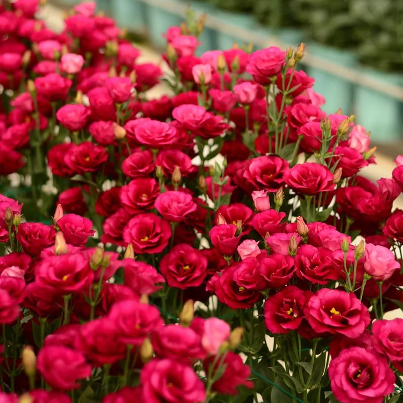 🔥 Posledný deň výpredaja 💝 Beztrnová ružová eustoma 💐 Semienka z lisianthusu