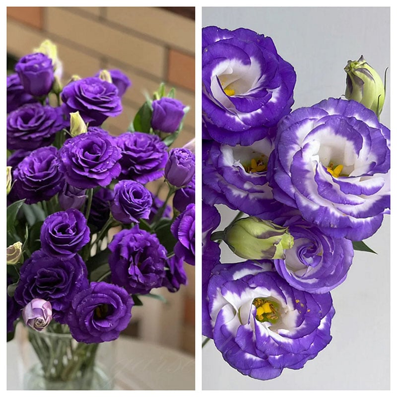 🔥 Posledný deň výpredaja 💝 Beztrnová ružová eustoma 💐 Semienka z lisianthusu
