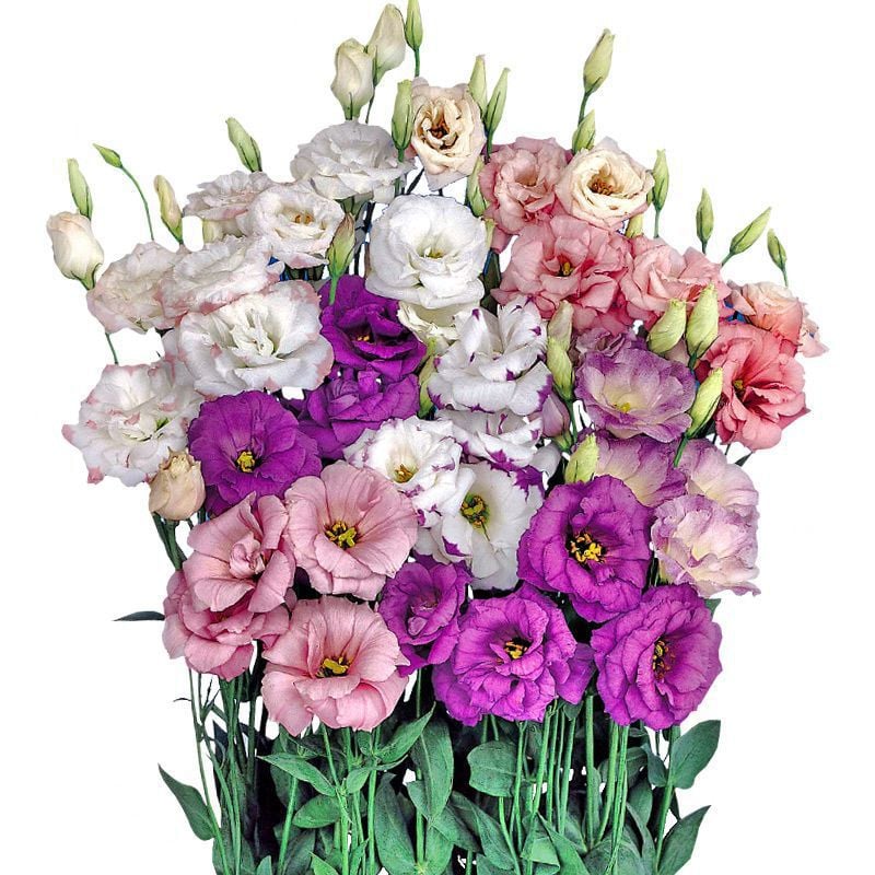 🔥 Posledný deň výpredaja 💝 Beztrnová ružová eustoma 💐 Semienka z lisianthusu