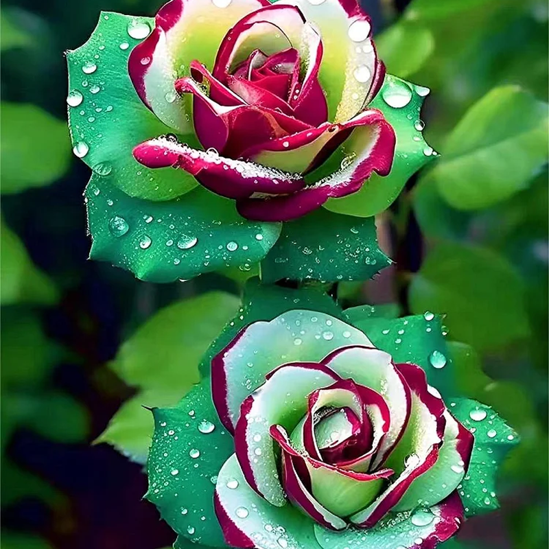 🌹 Summer Bloom Sale [60% OFF] – Rare Rose Seeds! 🌼