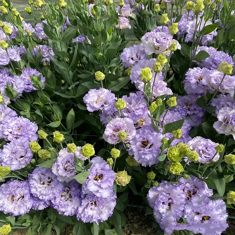 🔥 Posledný deň výpredaja 💝 Beztrnová ružová eustoma 💐 Semienka z lisianthusu