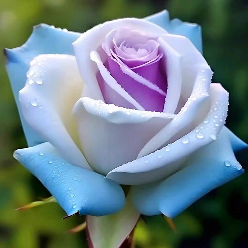 🌹 Summer Bloom Sale [60% OFF] – Rare Rose Seeds! 🌼